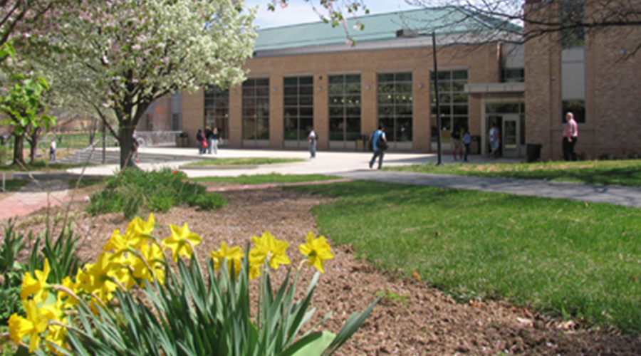 Spring Campus with Daffodils
